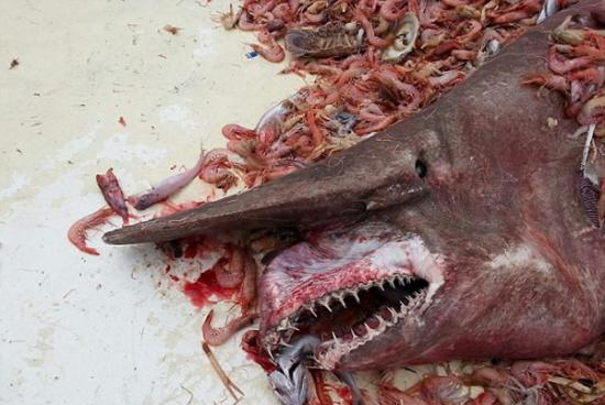 美国佛罗里达州渔民在墨西哥湾捕获史前奇兽“哥布林鲨”
