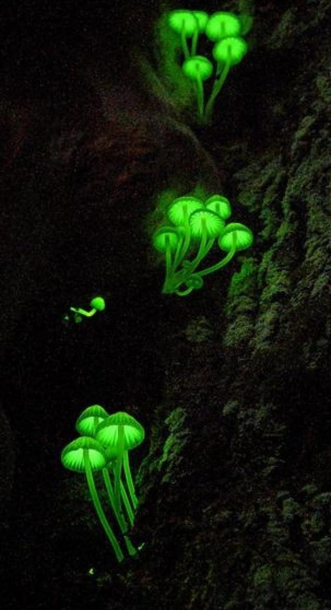 绿光蘑菇生长于九芎的老树上。