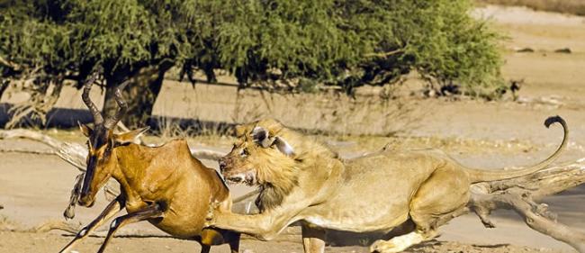 摄影师苦等数天捕捉到南非雄狮猎杀羚羊全过程