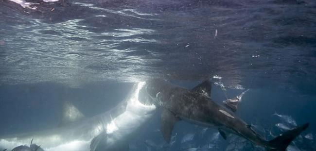 澳大利亚诺浦敦群岛海域小白鲨在进食时遭大白鲨攻击