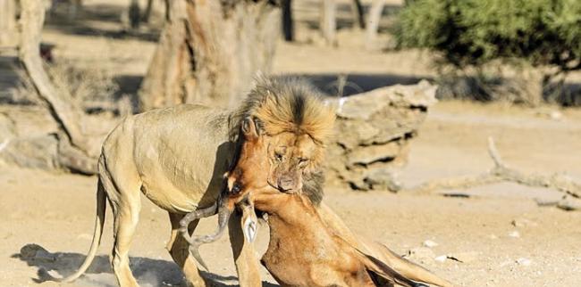 摄影师苦等数天捕捉到南非雄狮猎杀羚羊全过程