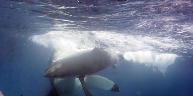 澳大利亚诺浦敦群岛海域小白鲨在进食时遭大白鲨攻击