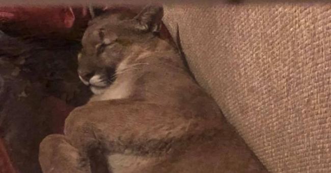 美国俄勒冈州美洲狮闯民居在沙发睡6个小时