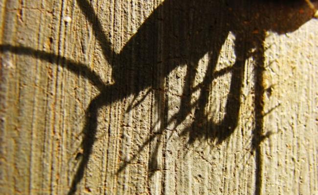 有日本研究发现，多只雌性美洲蟑螂的组合繁殖速度会较快。
