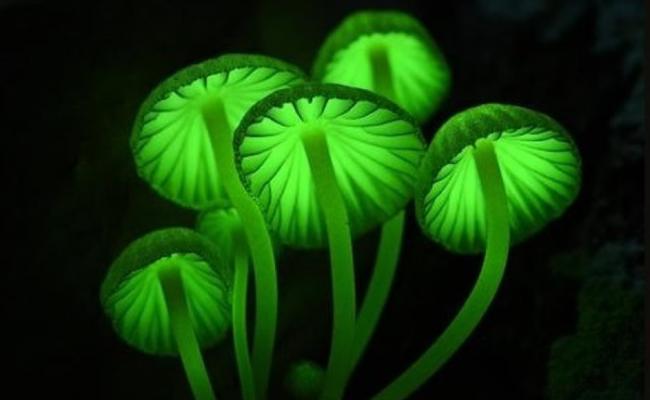 绿光蘑菇绽放梦幻光芒。