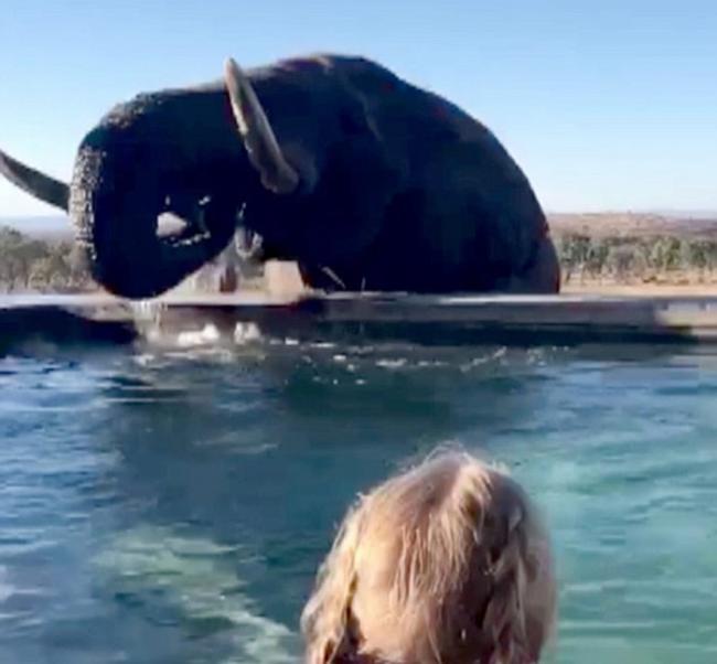 南非克鲁格国家公园度假村3只野生大象“乱入”泳池饮水