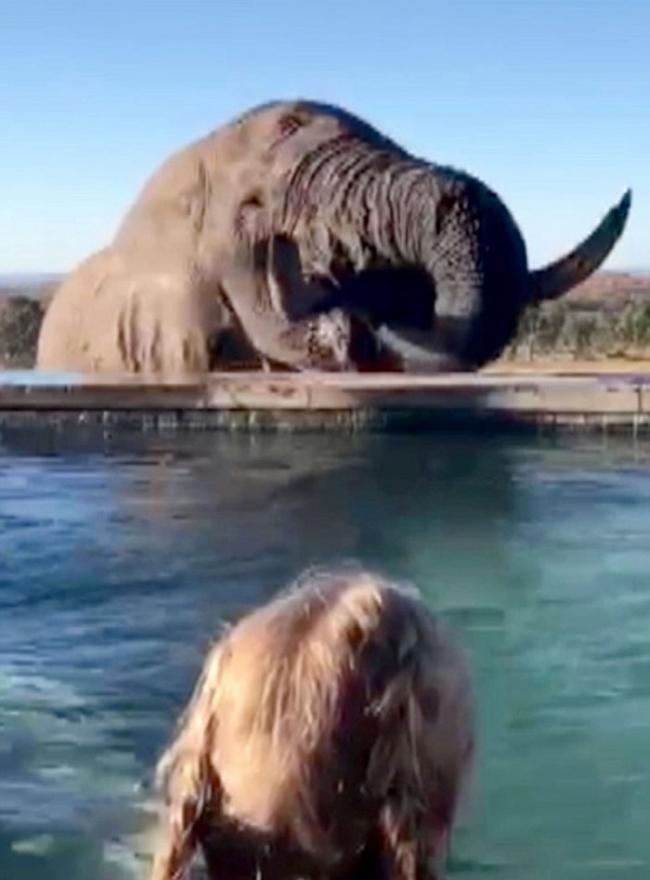 南非克鲁格国家公园度假村3只野生大象“乱入”泳池饮水