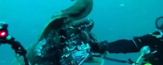加州海底上演一场“人类章鱼大战”，一只巨型章鱼试图夺取潜水员水中的相机。