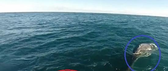 布罗根(红圈)游近被拖网缠住尾巴的座头鲸(蓝圈)，为它解困。