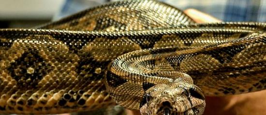 蛇并非将猎物窒息而亡 卷旋身体所产生的巨大压力导致猎物心脏骤停