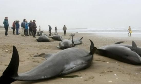 茨城县海滩昨日有逾百条海豚冲上海滩搁浅，专家担心与地震有关。