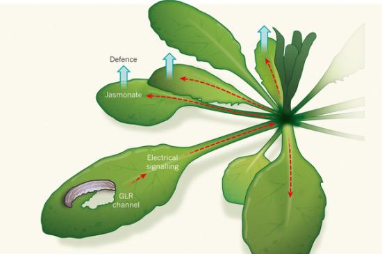 研究证实植物能用电传递受伤信号