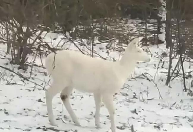 美国俄亥俄州男子家中喝咖啡时瞥见窗外雪地一只罕见白化鹿