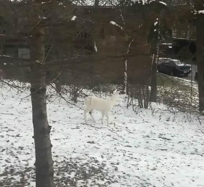 美国俄亥俄州男子家中喝咖啡时瞥见窗外雪地一只罕见白化鹿