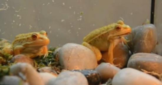 韩国发现罕见的「黄金蛙」，这是由白化症的蝌蚪长成。
