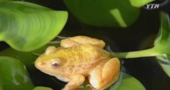 韩国发现罕见的「黄金蛙」，这是由白化症的蝌蚪长成。