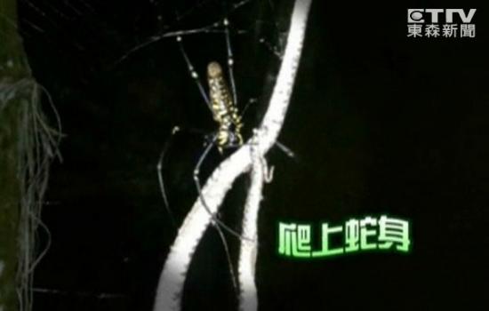 台湾人面蜘蛛吃蛇