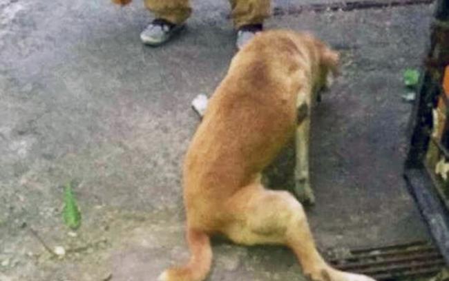 印度孟买冷血司机故意辗过路上一只狗 同伴迅速从四方赶至