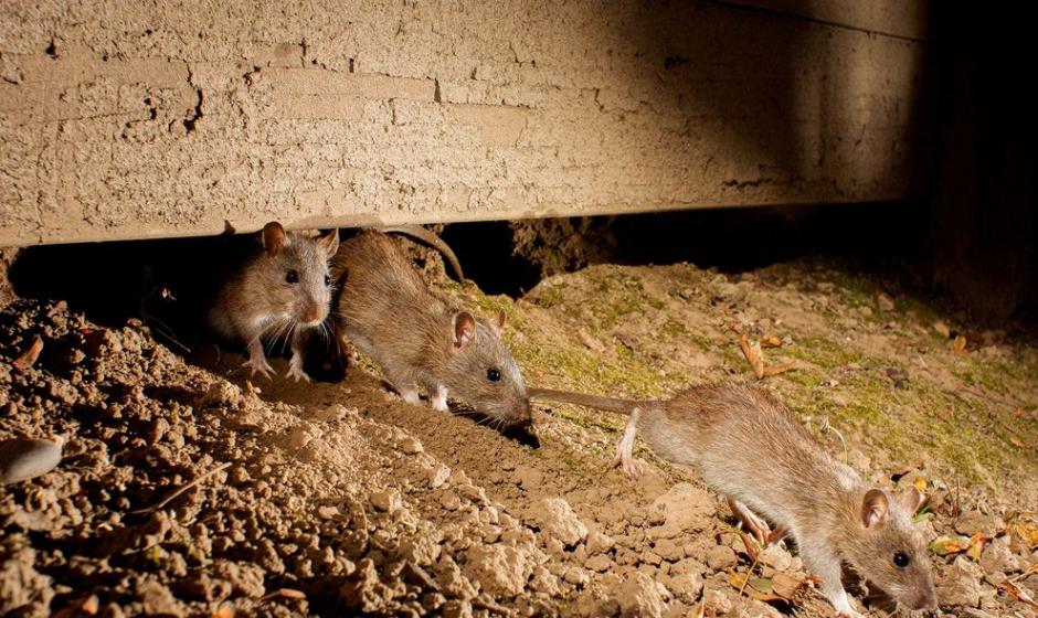 俄勒冈市的褐鼠从洞里爬出来。 Photograph by Ｍichael Durham，Minden Pictures/Corbis