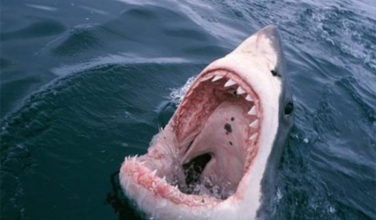 鲨鱼为何不蛀牙：研究发现其牙齿天生有一层氟化物覆盖