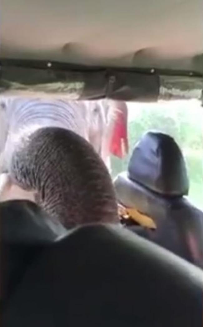 大象转而伸鼻入吉普车后座。