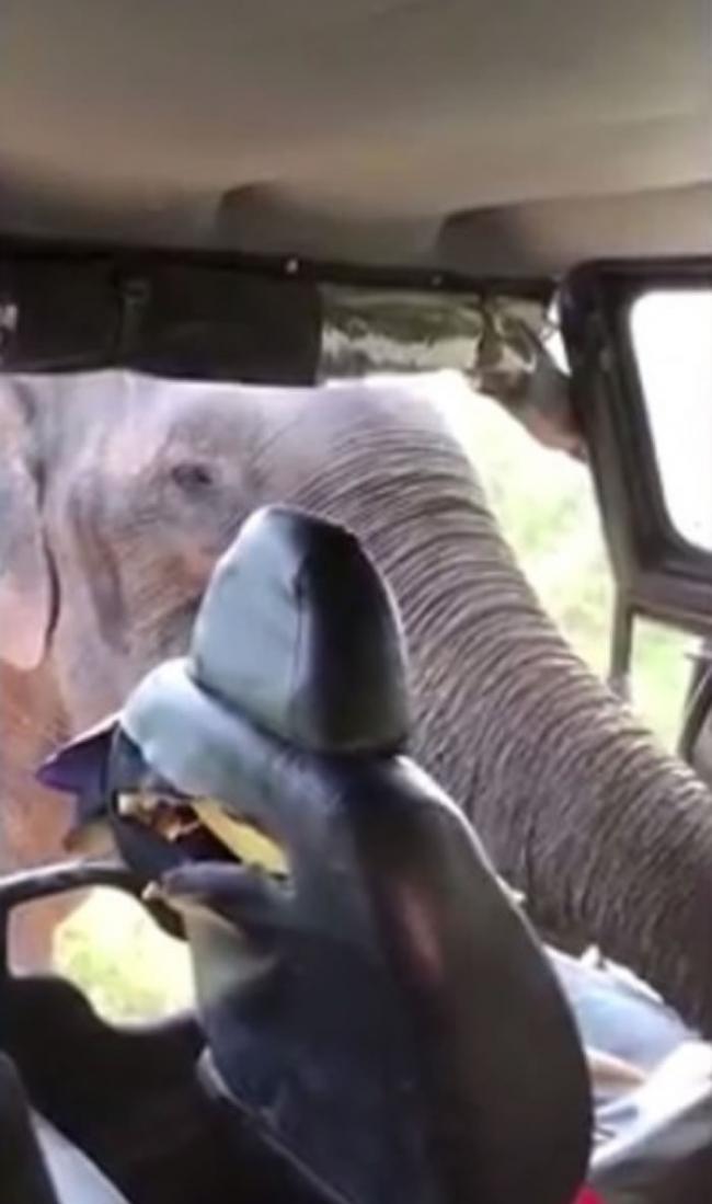 大象伸鼻入吉普车找食物，更扯烂副驾驶座椅子。