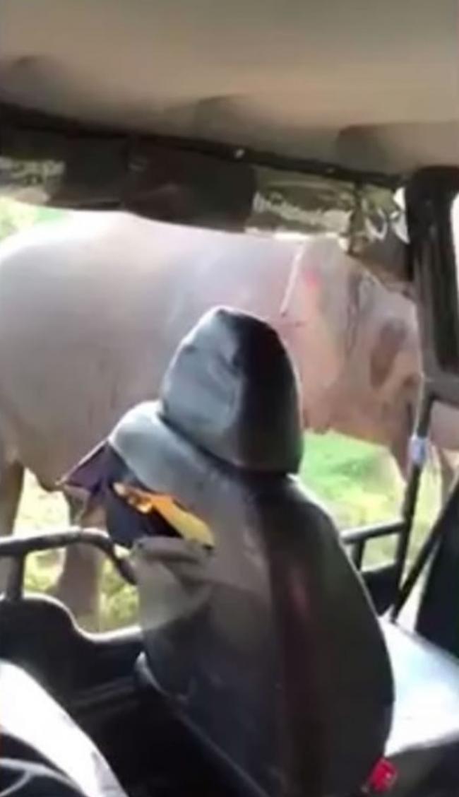 司机趁大象见找不到食物后退时，立即开车退后离去。