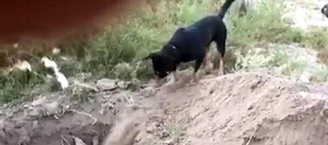 智利一只罗威纳犬在主人埋葬其死去的同伴时从旁协助