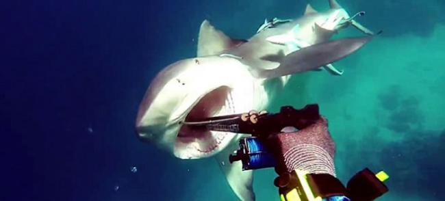 澳洲男子到大堡礁附近海域潜水遇到低鳍真鲨迎面袭击 靠鱼枪刺嘴保命