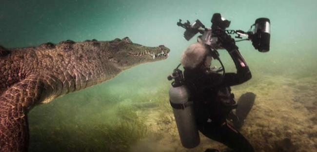 一头好奇的鳄鱼靠近摄影师珍妮佛．海斯，当时她正在拍摄加勒比海女王花园群岛国家海洋公园（Gardens of the Queen National Marine