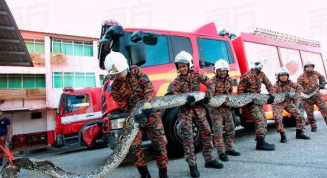 马来西亚7米长大蟒蛇横跨马路时遭车辆撞伤