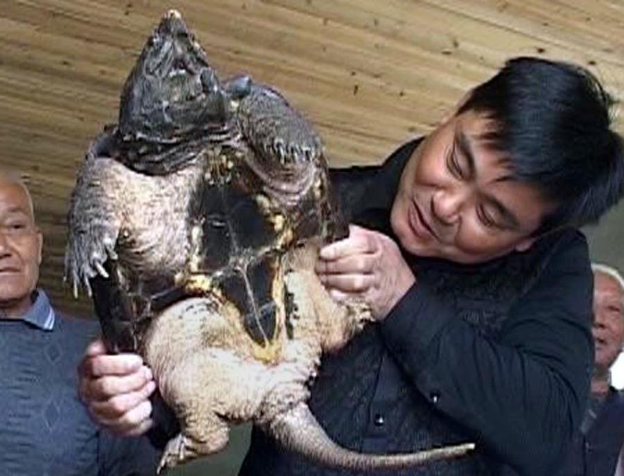 南京村民长江边捡到大鳄龟：重达18斤凶猛异常