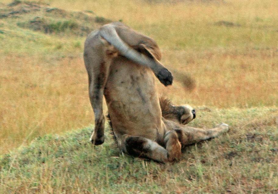 罕见一幕：非洲雄狮捕食羚羊时摔得“人仰马翻”
