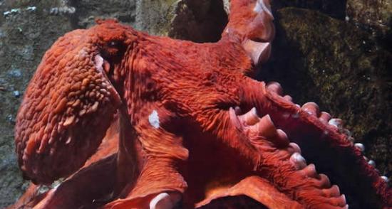 巨型太平洋章鱼