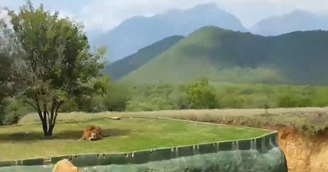 不忍挑衅想扑击游客 墨西哥野生公园狮子掉入河中