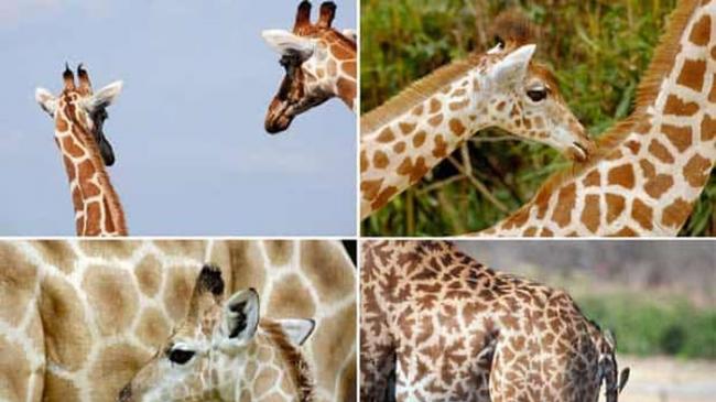 科学家DNA分析确认世界上有4种长颈鹿：南方、马赛、网纹和北方