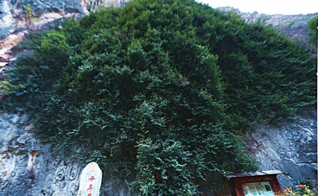 拥有逾3000年历史的“凤凰菩提树”依山而立，枝干及树叶覆盖半幅崖壁。