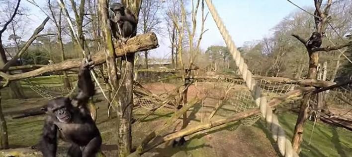 《灵长类》杂志：黑猩猩用木棍将无人机击落进行过深思熟虑