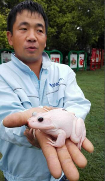 湖北武汉发现白化症牛蛙 专家称出现基因变异