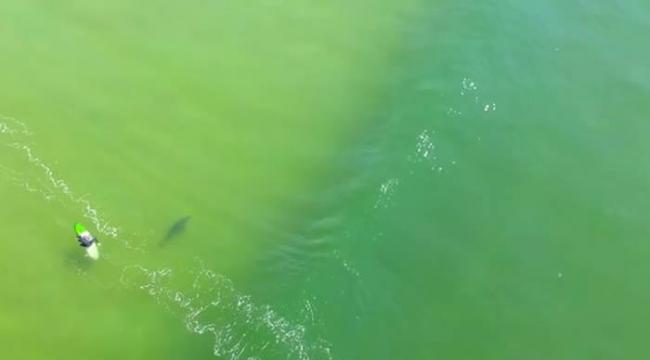 澳洲大白鲨找猎物先后游近多名滑浪者