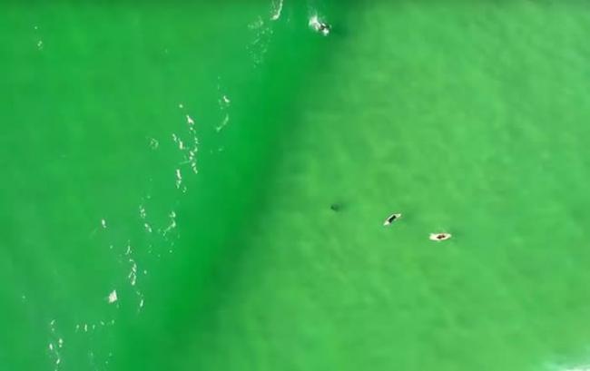 澳洲大白鲨找猎物先后游近多名滑浪者