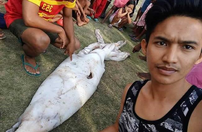 菲律宾渔民捕获长2.5米巨大鱿鱼