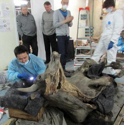 2011年7月，考古学家在西伯利亚地区萨哈共和国境内发现一只9300年前的野牛尸体，直到目前才对这具尸体进行“验尸”，结果发现它具有完整的大脑、心脏、血管和消化