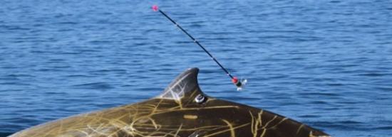 一项新研究发现柯氏喙鲸打破潜水记录