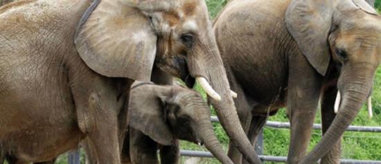 美国农业部要求匹兹堡动物园停止使用牧牛犬控制园中的非洲象