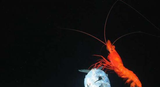 图中是研究人员借助潜水器上的诱饵吸引大红虾的到来