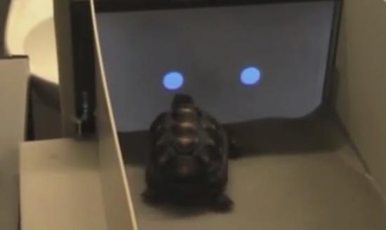 乌龟也懂得使用触控屏幕