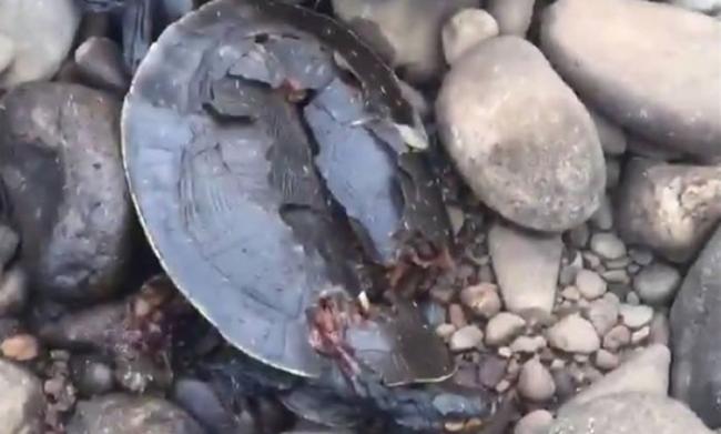 澳洲3只悉尼盆地短颈龟被人用石头活活砸死