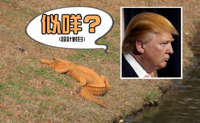 网民戏称鳄鱼为“特朗普大鳄”。