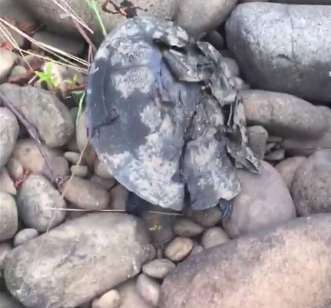 澳洲3只悉尼盆地短颈龟被人用石头活活砸死